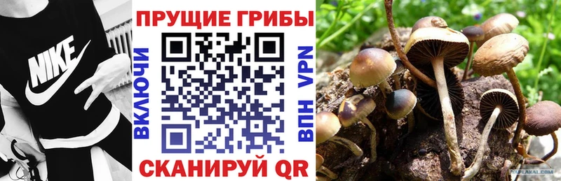 Галлюциногенные грибы Psilocybe  цена   Слободской 